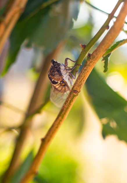 Cicadidae Cicada Nahaufnahme auf einem Ast