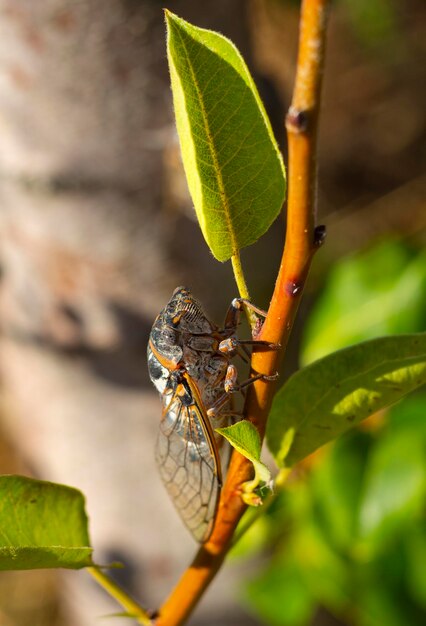 Cicadidae Cicada Nahaufnahme auf einem Ast