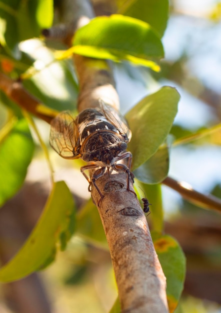 Cicadidae cigarra primer plano sobre una rama de árbol