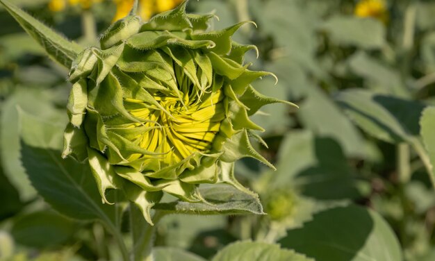 cicatrizarse, de, girasoles, en, campo