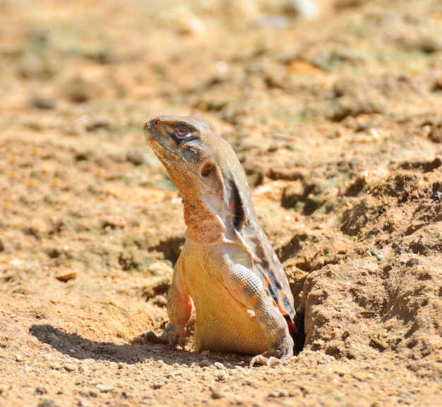 Cicatrizarse, mariposa, lagartos