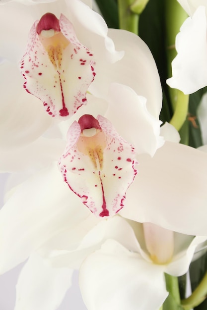 cicatrizarse, de, orquídea blanca, flores, plano de fondo