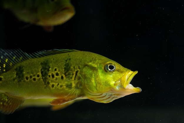 Foto cichla auf schwarzem hintergrund