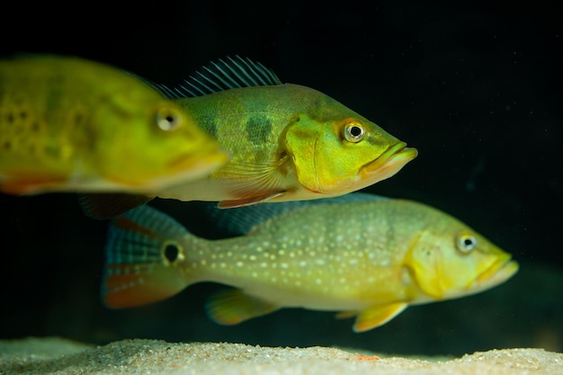 Cichla auf schwarzem Hintergrund