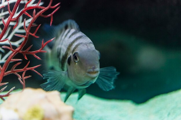 Cichlazoma de diamante o perla, Herichthys carpintis, mantenido en un acuario doméstico. De cerca. Enfoque selectivo.