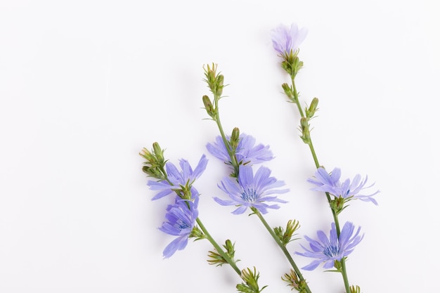 Cichorium intybus achicoria común flores aisladas sobre fondo blanco