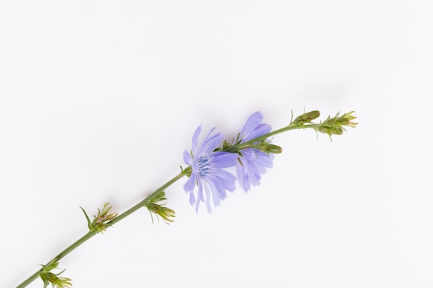 Cichorium intybus flores comuns de chicória isoladas no fundo branco