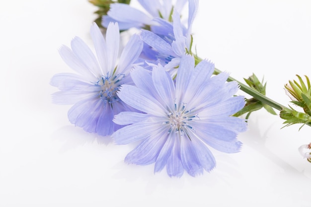 Cichorium intybus gemeinsame Chicorée-Blüten auf dem weißen Hintergrund isoliert