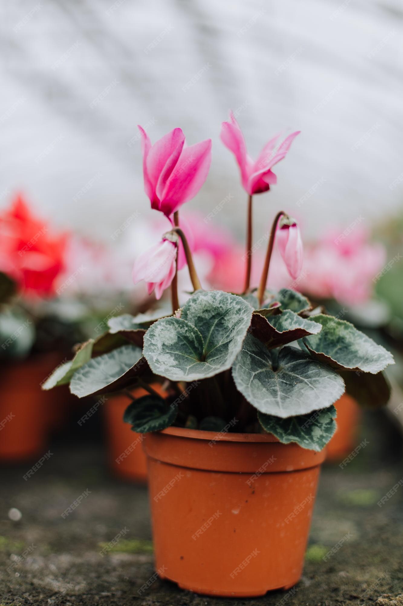 Página 4 | Cyclamen Imagens – Download Grátis no Freepik