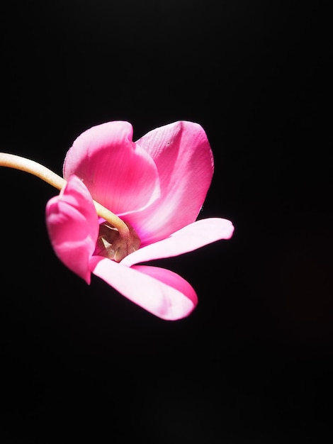 El ciclamen o la violeta alpina es un género de plantas de la subfamilia Myrsinoideae de la familia Primulaceae Ciclamen rosa sobre fondo negro Espacio de copia Invitación postal o felicitación