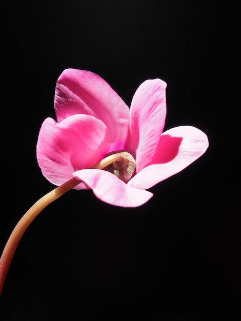 El ciclamen o la violeta alpina es un género de plantas de la subfamilia Myrsinoideae de la familia Primulaceae Ciclamen rosa sobre fondo negro Espacio de copia Invitación postal o felicitación