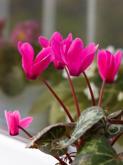 Ciclamen rosado en un alféizar