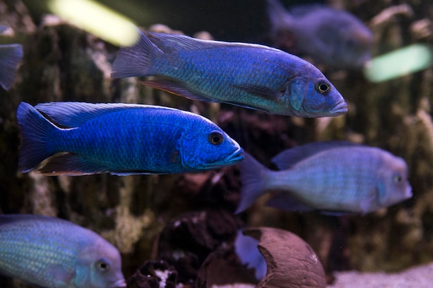 Ciclídeos do Malawi. Peixes do gênero Cynotilapia no aquário