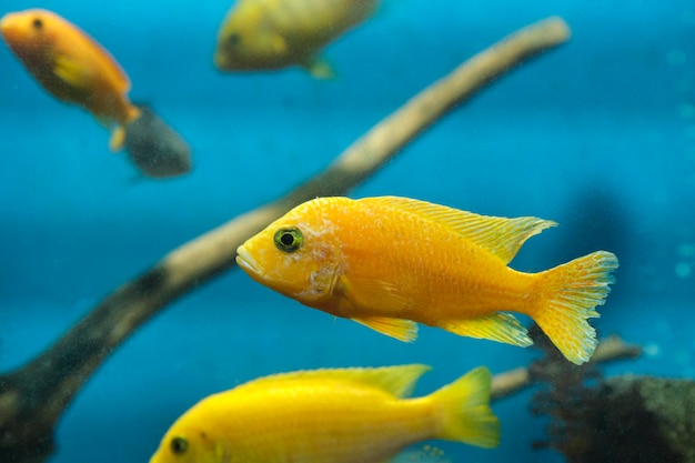 Foto cíclido amarillo en un acuario de fondo azul peces de acuario