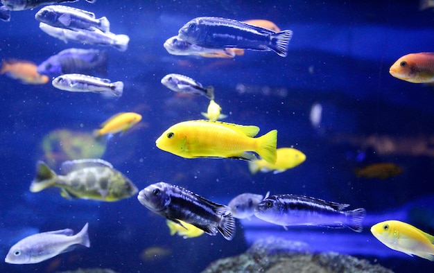 Foto cíclido de malawi o pez fuego aulonocara coral red en el acuario