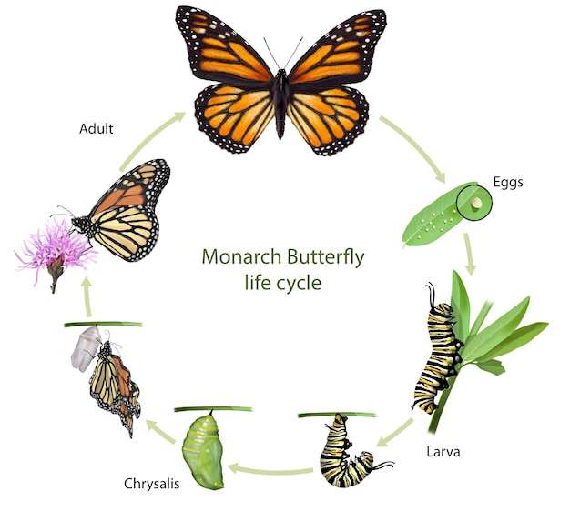 Ciclo de vida da borboleta monarca