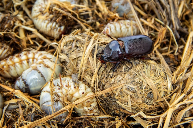 Ciclo de vida del escarabajo rinoceronte de coco en paja de pila