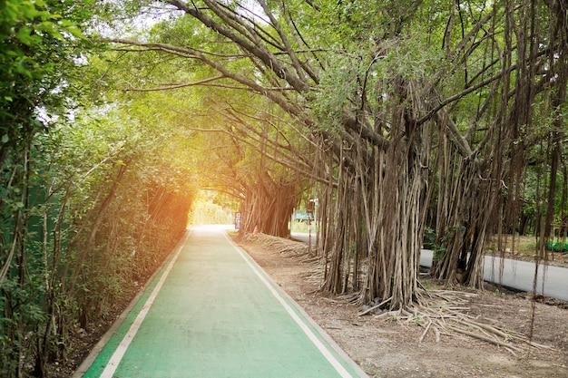 ciclovia, exercício pela manhã, parque