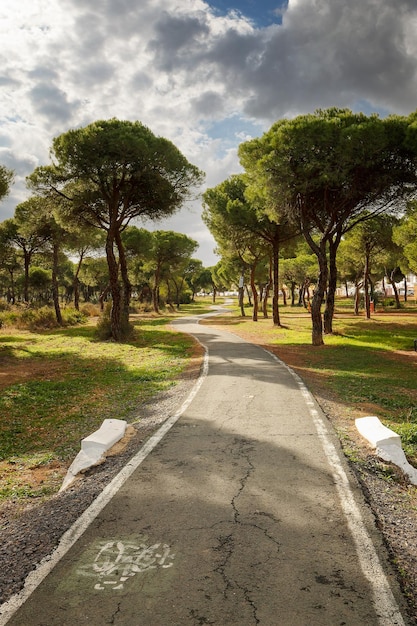 Foto ciclovia que atravessa um belo pinhal na província de huelva