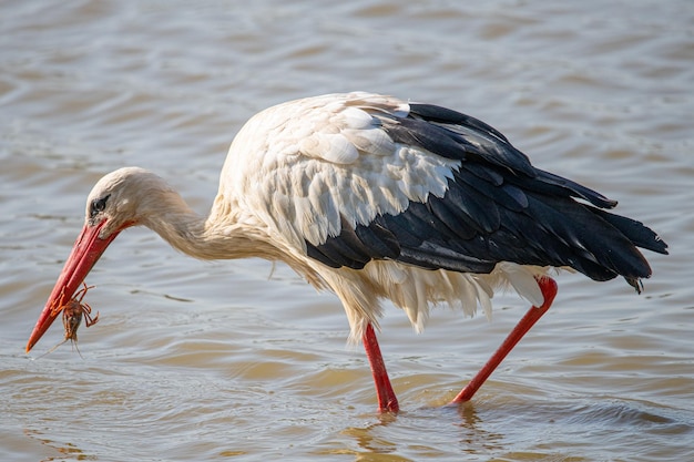 Ciconia ciconia comendo um caranguejo que acaba de ser extraído da água dos pântanos Aiguamolls Empord Girona Catalunha Espanha