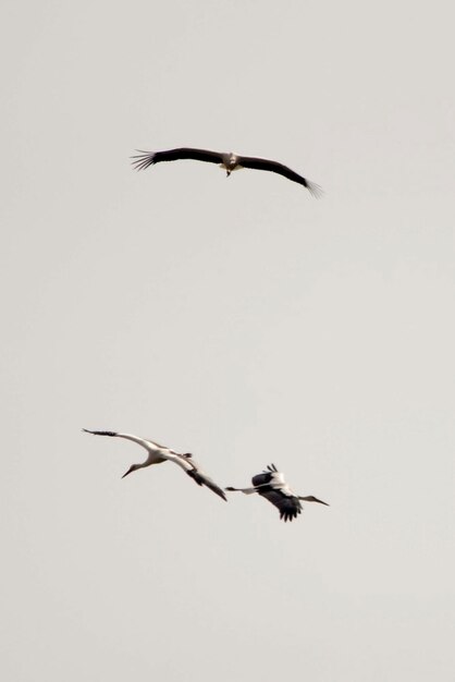 Ciconia ciconia - Der Weißstorch ist eine Vogelart aus der Familie der Ciconiidae.