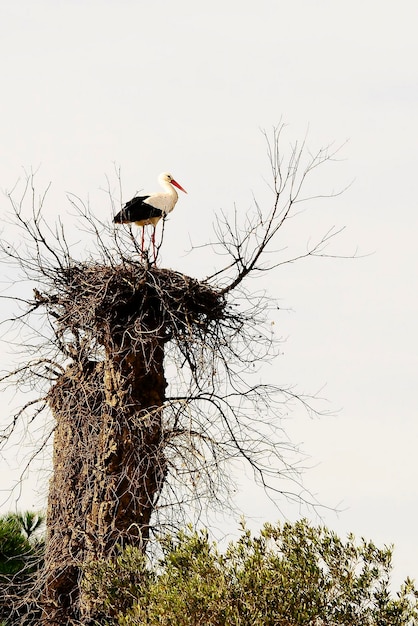 Ciconia ciconia - Der Weißstorch ist eine Vogelart aus der Familie der Ciconiidae.