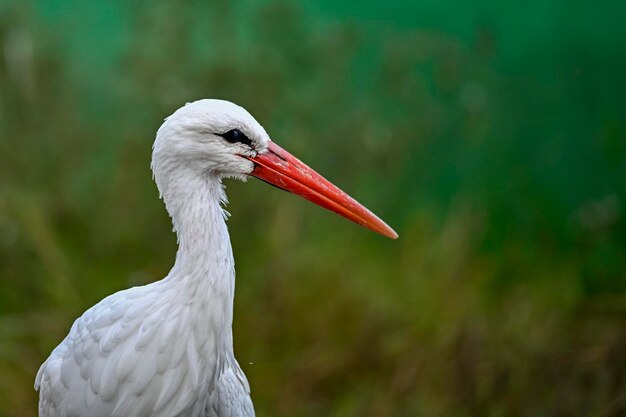 Ciconia ciconia oder Weißstorch ist eine Art großer Ciconiiforme-Vögel, die zur Familie der Ciconiidae gehören