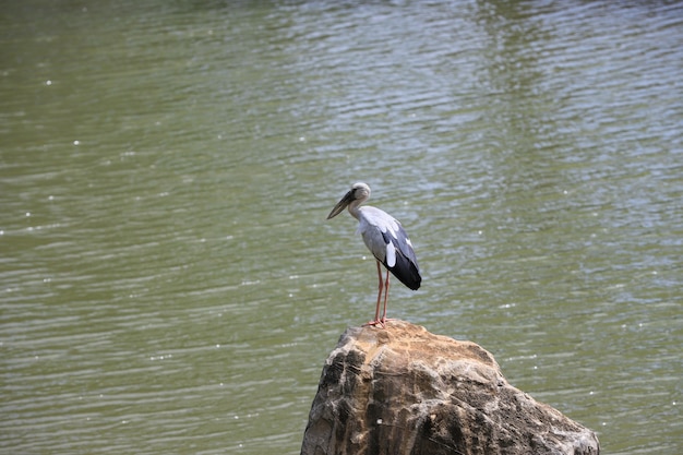 Un Ciconiformes blanco está parado sobre una roca junto al agua en un día soleado.