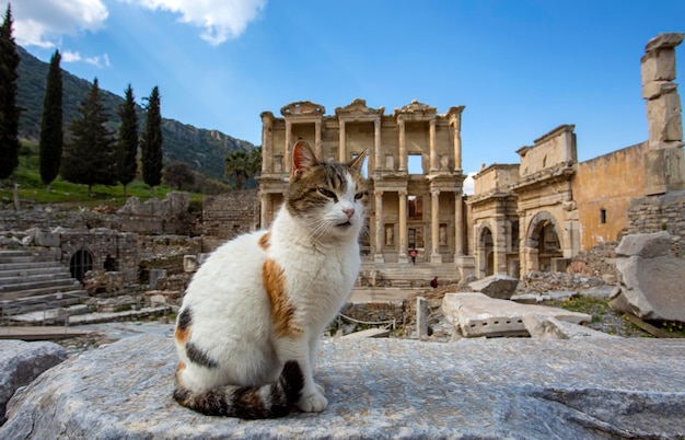 Cidade antiga histórica de Éfeso e gato. Izmir / Turquia