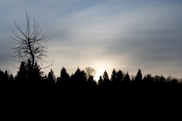 Cielo al atardecer y sombra de árboles.