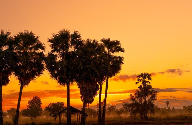 Cielo de amanecer amarillo y naranja detrás de palmeras y bosques tropicales. Amanecer dorado cielo y palmera de azúcar silueta y cabaña en zonas rurales. Vista del país. El amanecer naranja y rojo brilla en el bosque de la sabana.