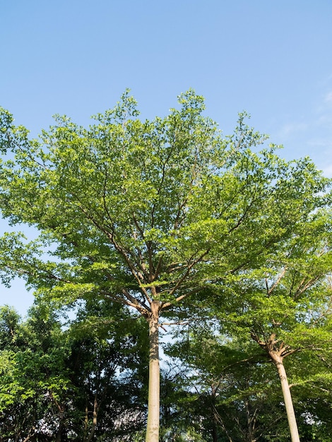 cielo y arbol