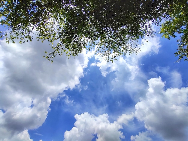 cielo con árboles en primer plano.