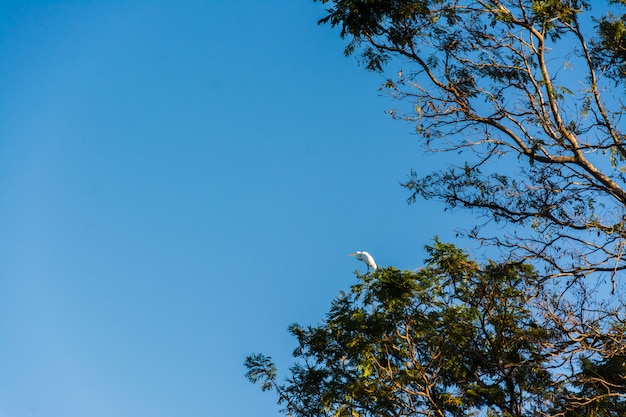 cielo y arboles