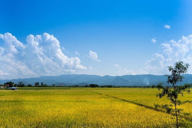 cielo arroz