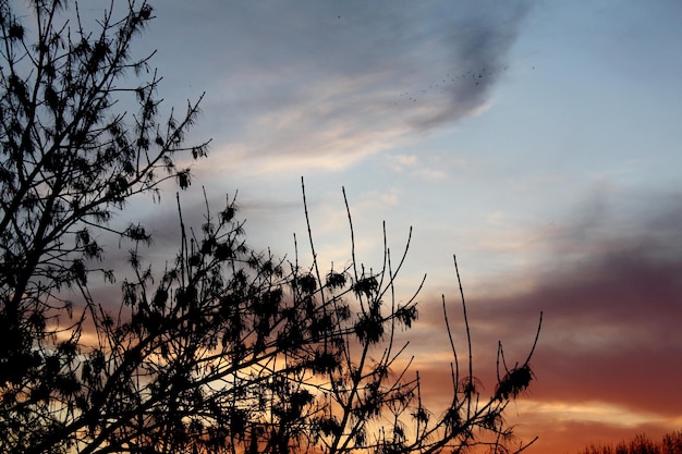 Foto el cielo del atardecer nubla ramas y árboles.