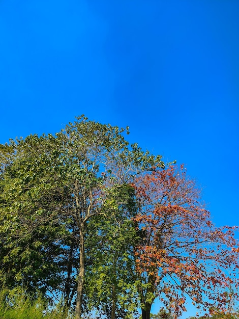 un cielo azul con algunas hojas verdes y rojas y un fondo de cielo azul