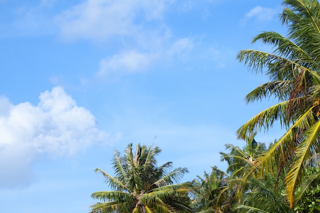 Un cielo azul con algunas nubes y palmeras.