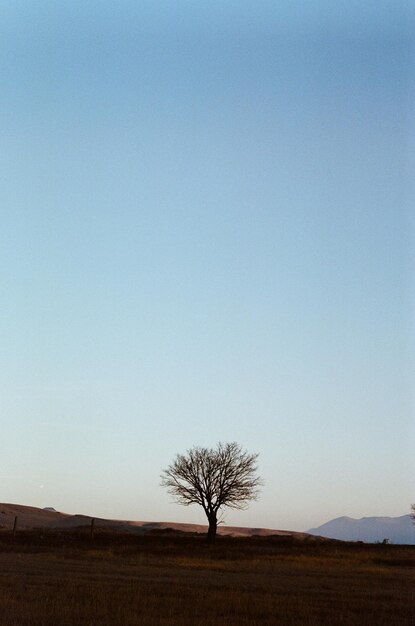 Foto cielo azul y árbol