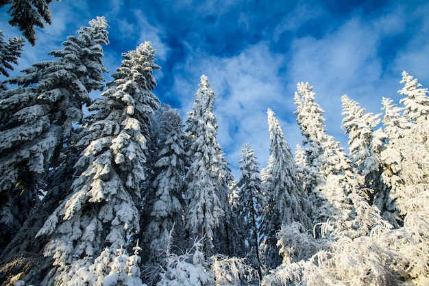 Cielo azul y árboles nevados