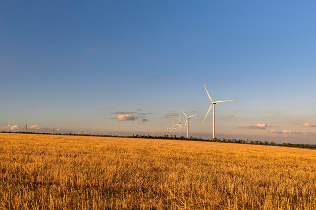 Cielo azul del atardecer Molinos de viento en un campo amarillo Fuentes de energía alternativa