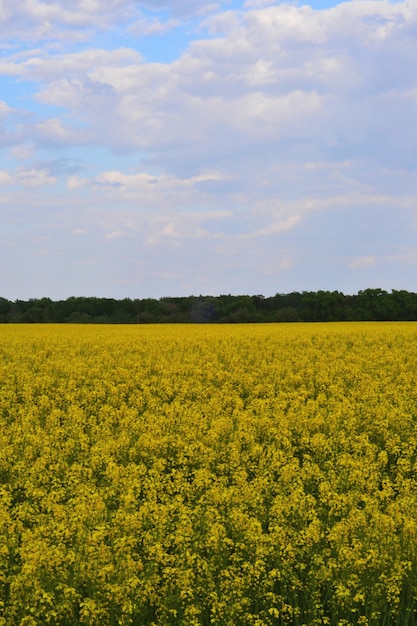 cielo azul y campo amarillo en la región de Chernihiv de Ucrania