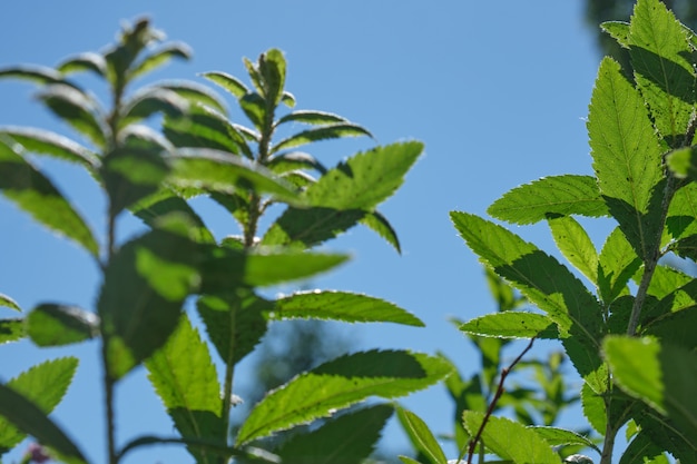 Cielo azul claro y ramas de arbustos verdes, espacio de copia de fondo natural