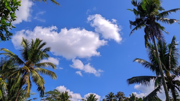 cielo azul con cocoteros