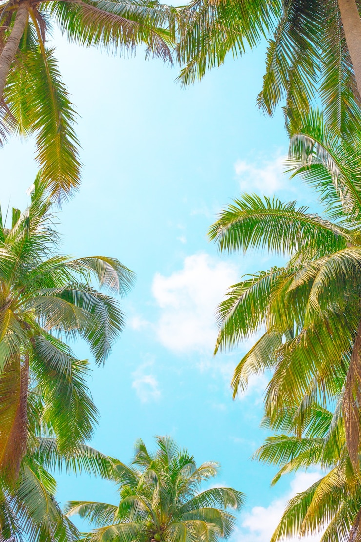 Foto cielo azul enmarcado por hojas de palmera
