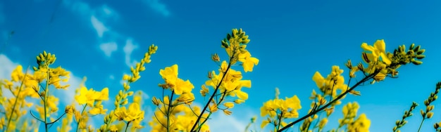 Cielo azul y flores amarillas IA generativa