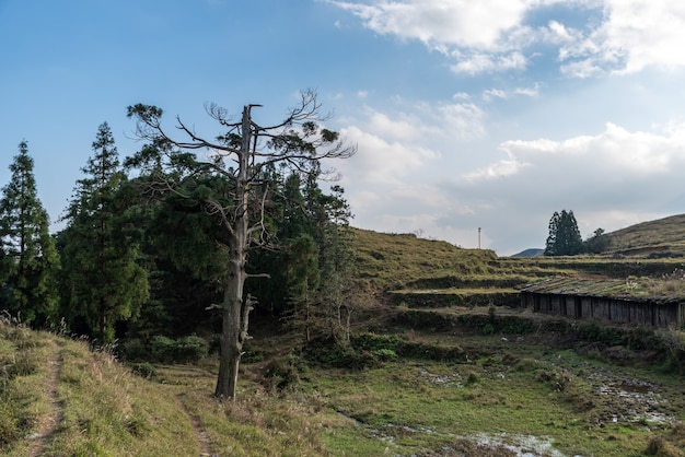 Bajo el cielo azul, hay árboles verdes en la pradera amarilla.