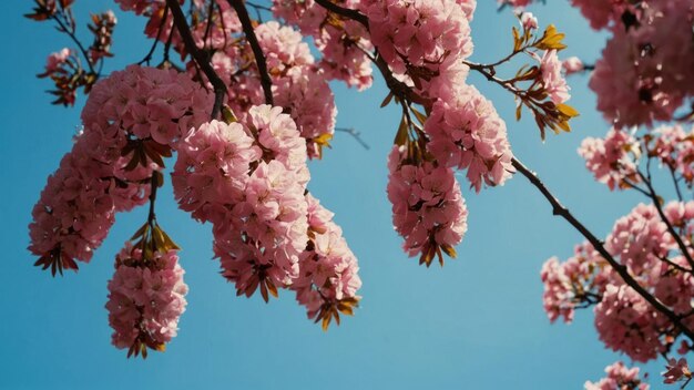 cielo azul con hermosas y hermosas flores en un árbol rosa