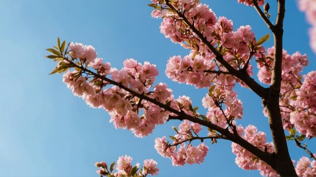 cielo azul con hermosas y hermosas flores en un árbol rosa