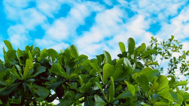 Cielo azul y hojas verdes frescas